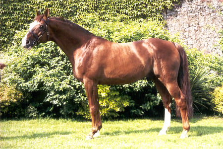 Powerful Oldenburg Horse - horses, animals, german horse, stallions, germany