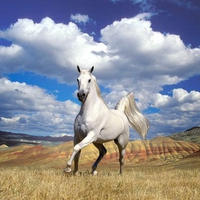 white stallion