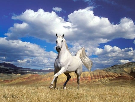 white stallion - nature, horse, field cloudes