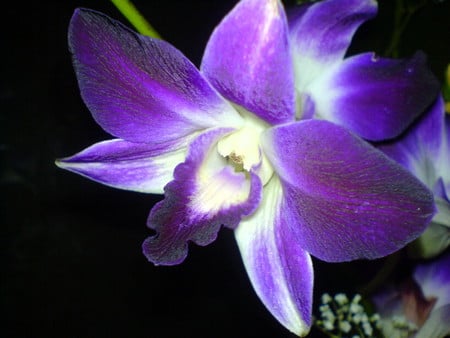 orchid - flowers, orchid, nature