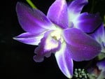 orchid