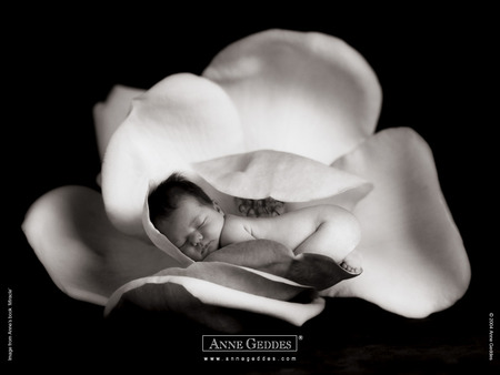 flower angel - white, baby, angel, flower