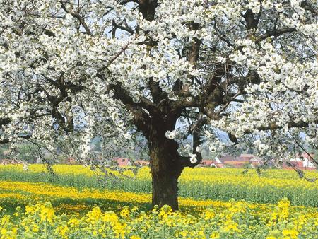 white tree - white, nature, landscape, tree, flower