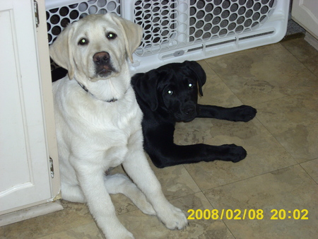 Already loves the camera - puppies, dogs