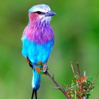 Colorful Bird