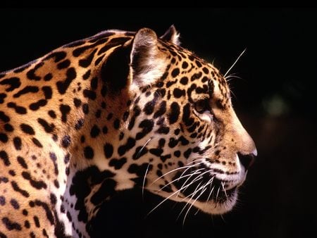 Leopard  Black Backround - cat of prey, leopard, cat