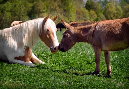 Friendship - animals, donkey, powerfull, elegant, mare, gorgeous, horse, cavalo, stallion, foal