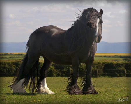 Mare - elegant, horse, gorgeous, foal, mare, powerfull, stallion, cavalo, animals