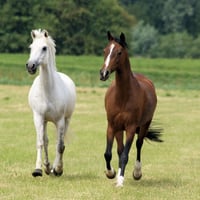 White and Brown Horses