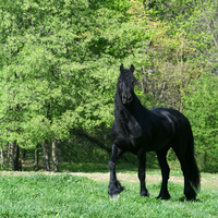 Friesian