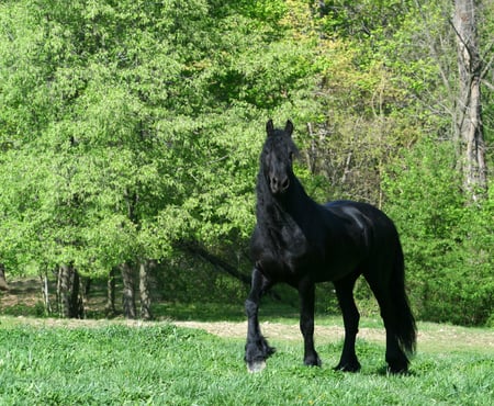 Friesian - elegant, horse, gorgeous, foal, mare, powerful, stallion, cavalo, animals