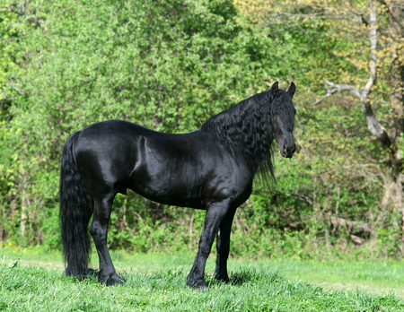 Black - elegant, horse, gorgeous, foal, mare, powerful, stallion, cavalo, animals