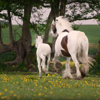 Mare and foal