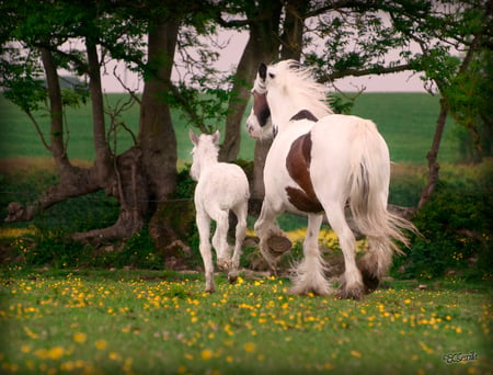 Mare and foal - powerful, animals, elegant, mare, gorgeous, horse, cavalo, stallion, foal