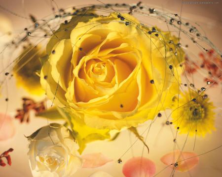 Rose for YellowForewer - rose, nature, petal, alone, yellow, pretty, beautiful, friends, flower