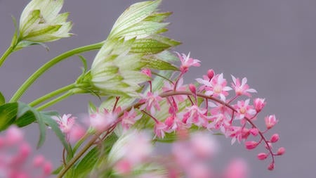 Heucherella & Astrantia - white, nature, pink, beautiful, green, heucherella, flowers, astrantia