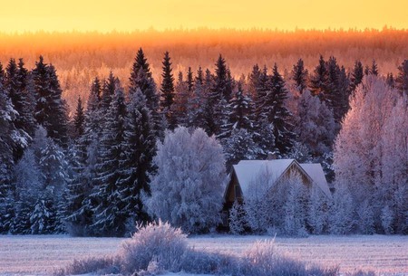 Winter Trees - trees, winter, sunset, picture, beautiful, hut