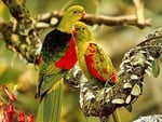 A pair of colorful birds