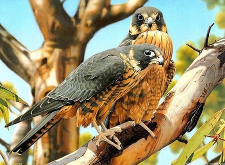 Falcons - bird, passaro, falcons, animals