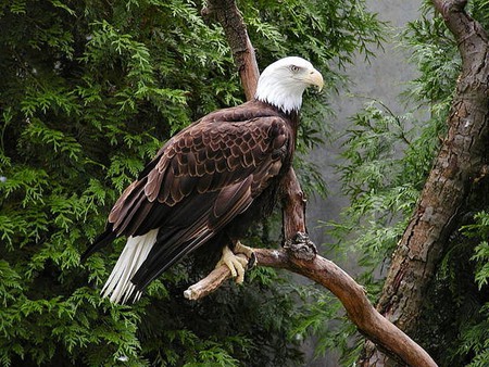 Eagle - eagle, animals, powerfull, elegant, bird