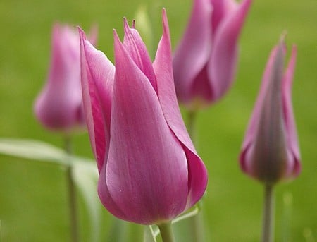 Pink flower