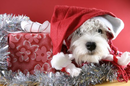 Xmas puppy - santa, puppy, gift, dog, holiday, christmas