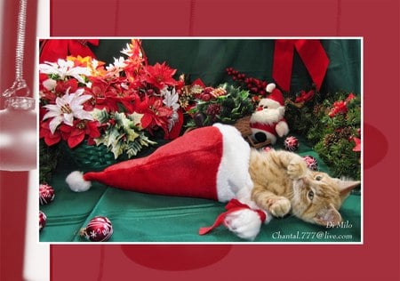 Sweet christmas cat - christmas, santa, holiday, kitten, gift, cat