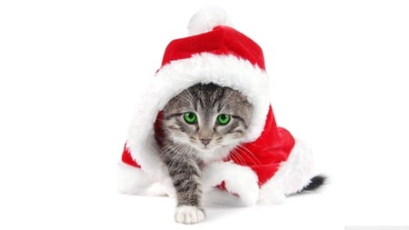 santa cat - osum, cute, cat, eyes