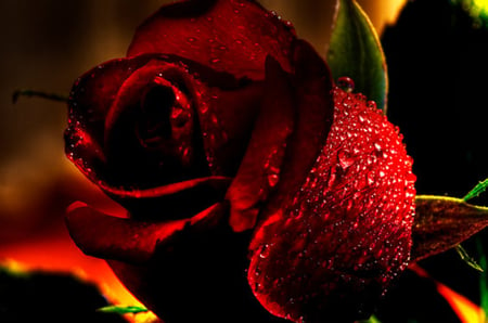 Gift for you - red, flower, rose, dew, gift, colors