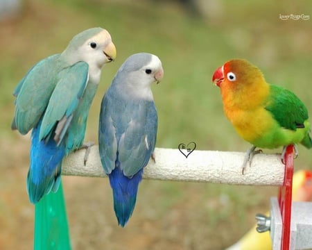 hello friends - animals, macaw, parrots, color, birds