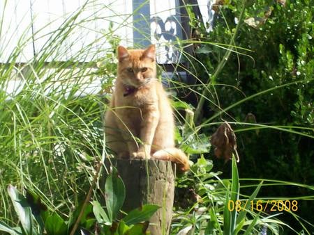 Cat in the garden - nature, fur, cat, plants, garden