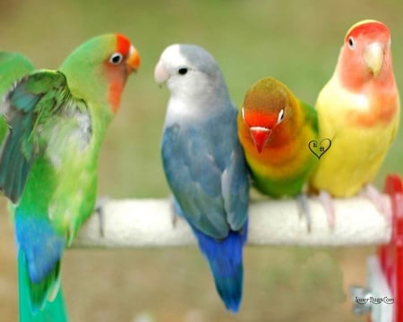 parrots - color, parrots, birds, animals