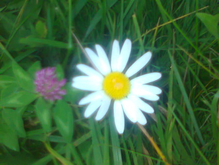 Flowers - flowers, white, nature, spring, flower