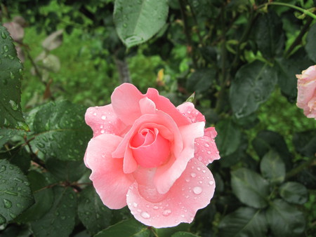 Pink Rose - nature, water drops, rose, pink, pink rose