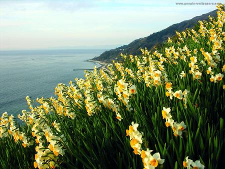 narcissus - hill, yellow, beautiful, narcissus, sea