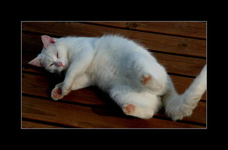 sleeping cat - white, nice, sleeping, floor, cat