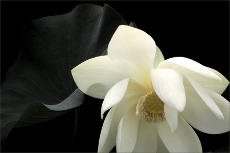 White Lotus - lotus, white, nature, beautiful, flower