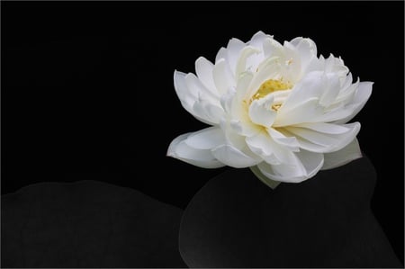 Flower - white, nature, lotus, beautiful, flower