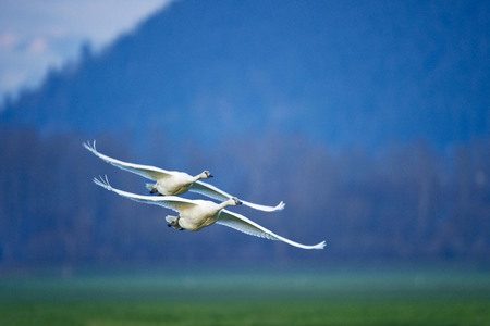 Simultaneous Flight - white, flying, geese, blue, wings, green