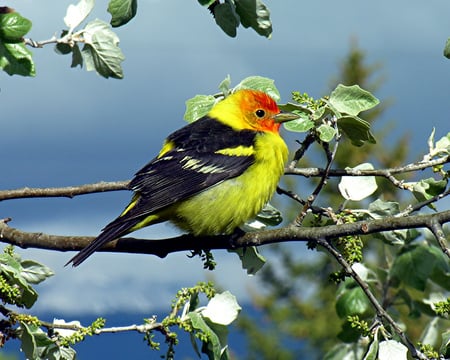 Do you like my colours? - bird, yellow, blossom, orange, branche, black, white, beak, feathers