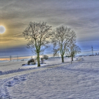 Winter trees