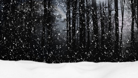 Snow in Forest - woods, forest, trees, light, snow, winter