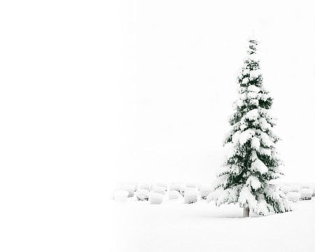 Christmas tree - christmas, snow, winter, tree