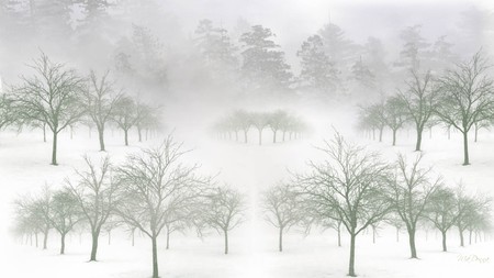 Winters Softness - quiet, cold, trees, forest, snow, winter, firefox persona, serenity