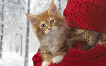 Christmas cat for Carmen - red tiger, sitting on sholder, winter, red clouth, girl, nice, cat