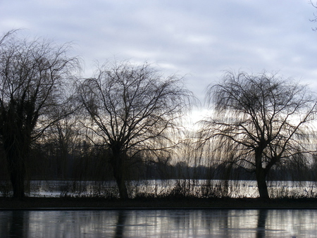 Icy Lake - trees, winter, water, lake, sky, icy