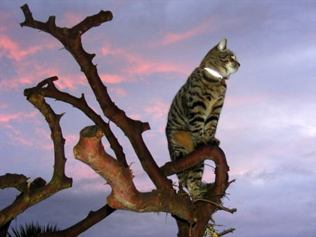 Sonata watching the sunset - tabby, sky, cat, tree, sunset