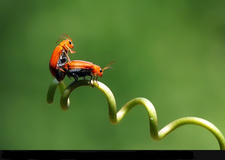 bugs sex - green, beut, lovely, orange, sex