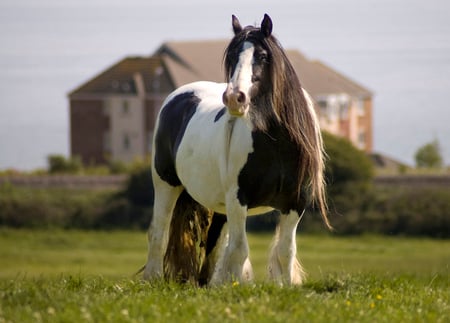 Mare - cavalo stallion, gorgeous, horse, animals, powerfull, elegant, foal, mare