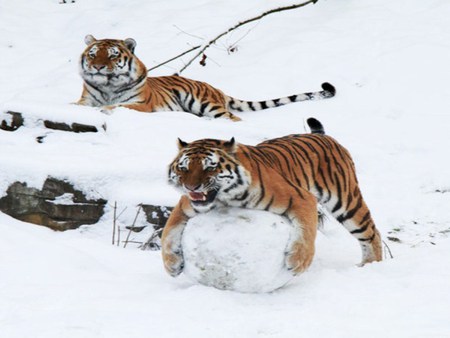 Play Time - winter, play, tiger, snow